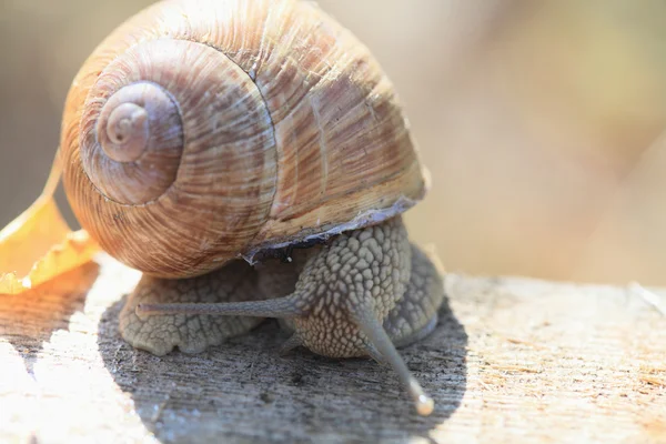 Grondslak. — Stockfoto