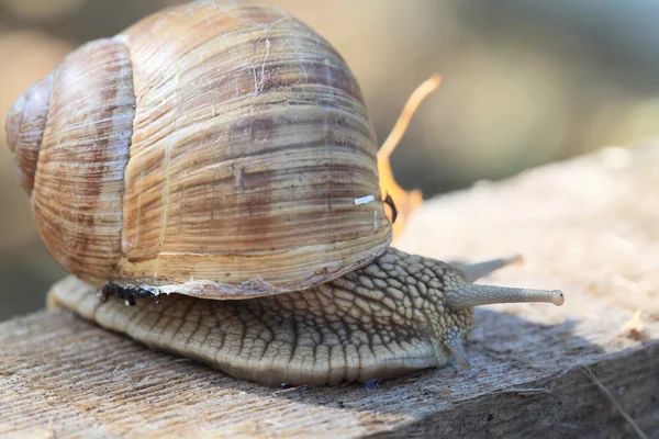 Caracol — Fotografia de Stock