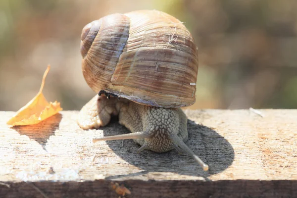 Daling van de slak. — Stockfoto