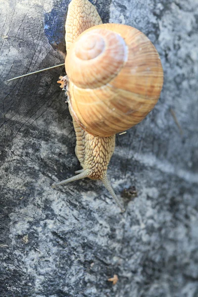 Snail on. — Stock Photo, Image
