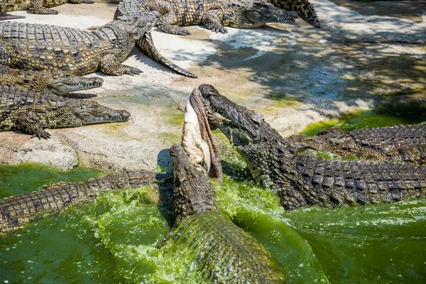 Crocodilii se luptă pentru mâncare în parc . — Fotografie, imagine de stoc