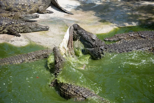 Cocodrilos luchando por comida en el parque . —  Fotos de Stock