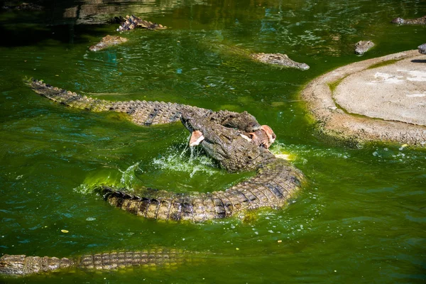 Crocodilos lutando por comida no parque . — Fotografia de Stock