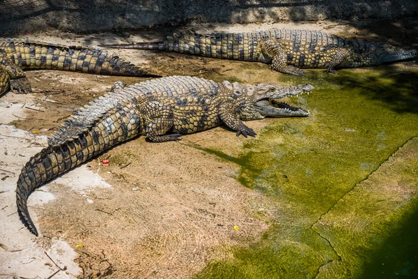 Krokodillen vechten voor de menselijke voeding in park. — Stockfoto