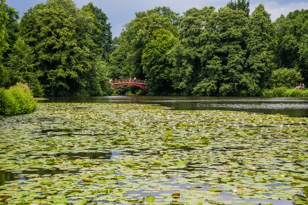 Lac avec nénuphars. — Photo