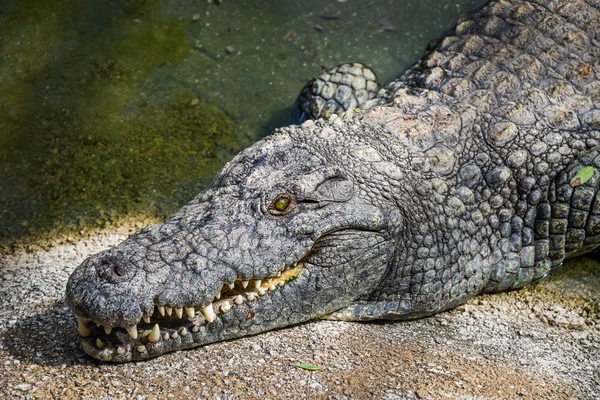 Park gıda için mücadele timsahlar.