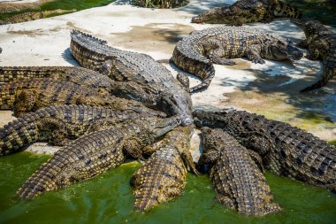 Park gıda için mücadele timsahlar.