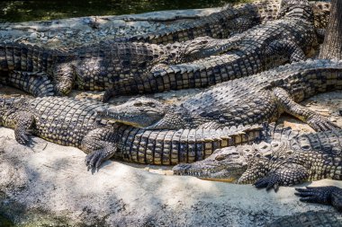 Park gıda için mücadele timsahlar.