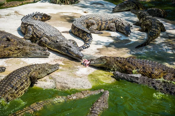 Krokodilok harcolnak élelmiszer-park. — Stock Fotó