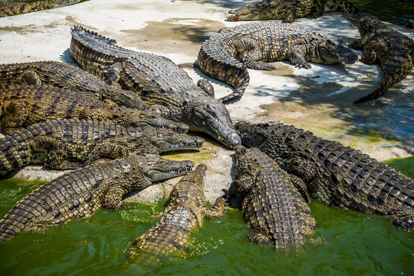 Крокодилы сражаются за еду в парке . — стоковое фото