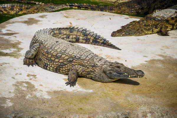 Krokodillen vechten voor de menselijke voeding in park. — Stockfoto