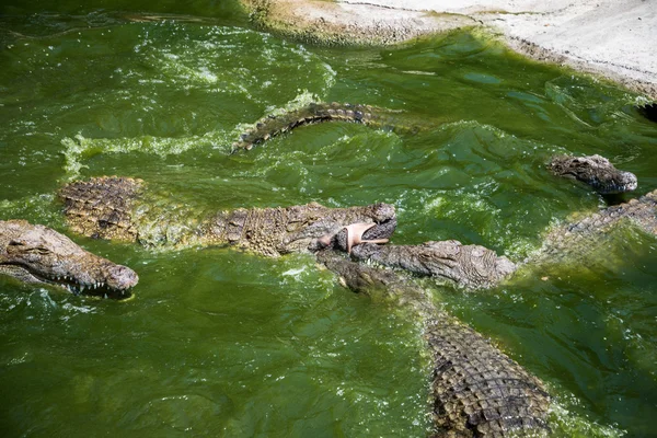 Krokodillen vechten voor de menselijke voeding in park. — Stockfoto