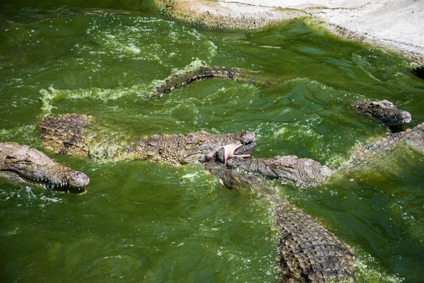 Krokodyle, walka o żywność w parku. — Zdjęcie stockowe