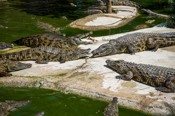 Krokodillen vechten voor de menselijke voeding in park. — Stockfoto