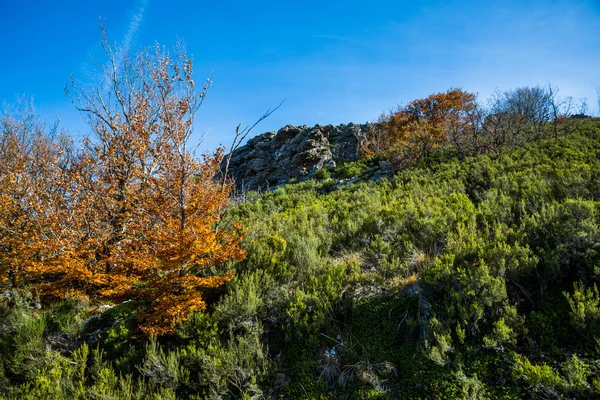 Faggeta autunnale . — Foto Stock