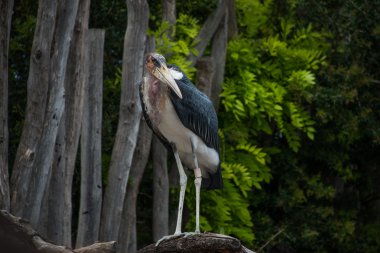 seyir çirkin Afrika marabut.
