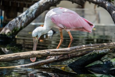 Kadar ortak kaşıkçı kapatın.