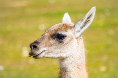 Lama küçük soydan gelen