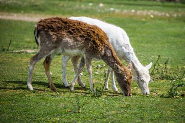 Albino geyik normal deer ile.