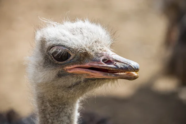 Struisvogel hoofd close-up. — Stockfoto