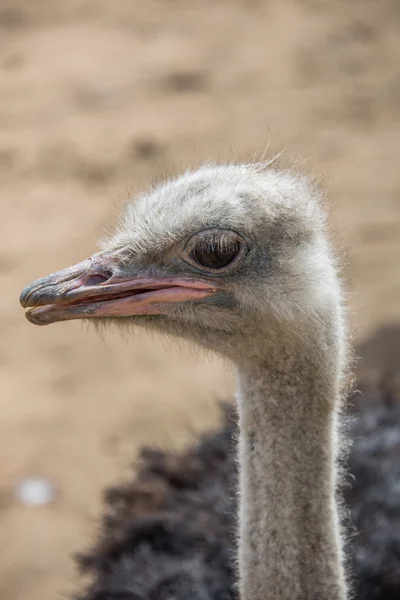 Struisvogel hoofd close-up. — Stockfoto