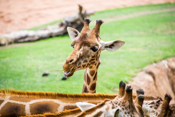 Giraffenkopf aus nächster Nähe. — Stockfoto