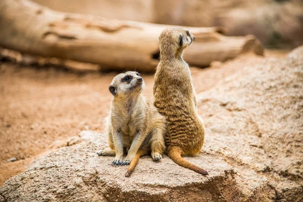 Δύο μικρά Meerkats φρουρά. — Φωτογραφία Αρχείου