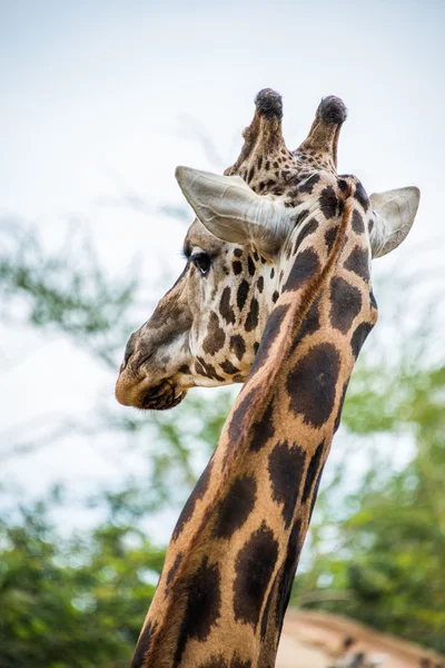 Закрыть вверх голова жирафа. — стоковое фото