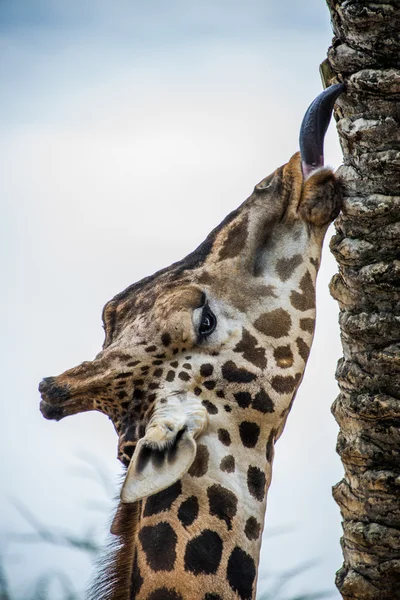 Közelről zsiráf fej. — Stock Fotó