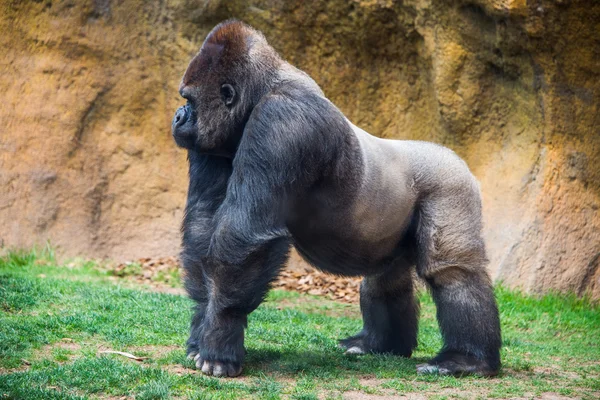Nära håll manliga gorilla. — Stockfoto
