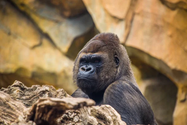 Männlicher Gorilla aus nächster Nähe. — Stockfoto