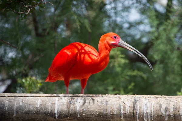 Kızıl aynak kapatın.