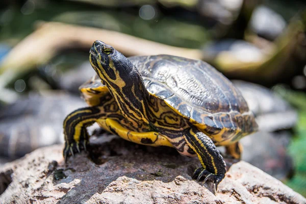 麻风病人 galapago，黄喉拟 leprosa. — 图库照片