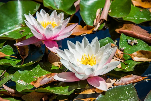 Beatutiful pair of Water lilies. — Stock Photo, Image