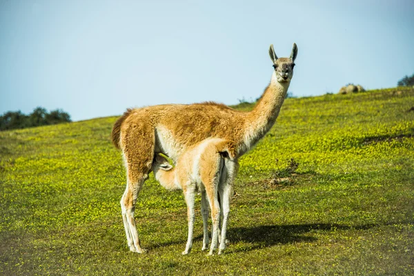 Llama com pouca reprodução — Fotografia de Stock