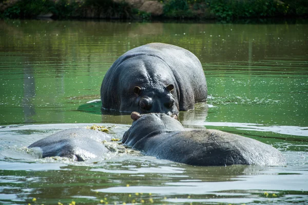 Hippopotamusok a vízben. — Stock Fotó