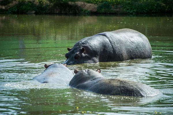 Hippopotames dans l'eau. — Photo