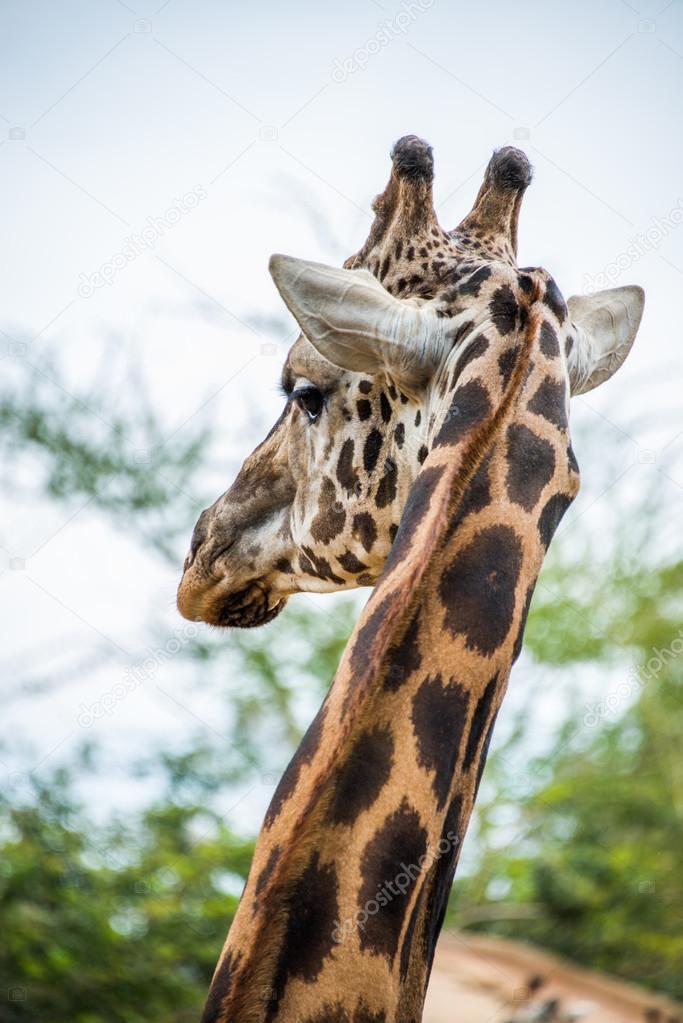 Close up Giraffe head.