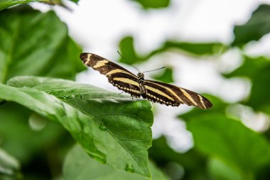 Postacı charitonius kelebek