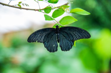 kotzebuea pachliopta kelebek