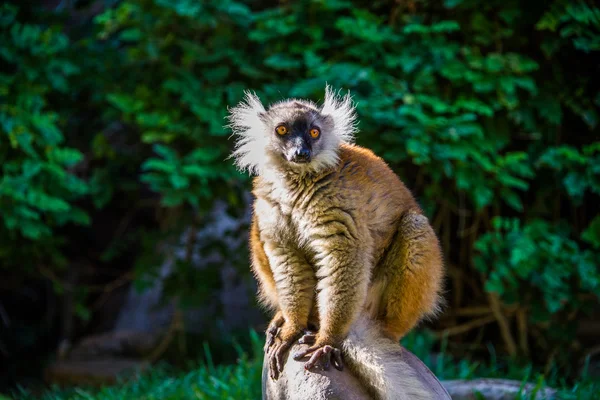 Lemur Merah Hancur — Stok Foto