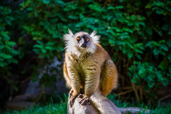 Lemur Ruffed vermelho — Fotografia de Stock