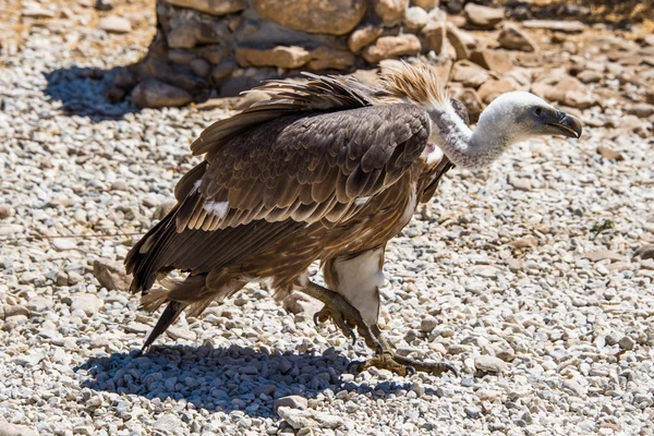 Griffon vulture raptor — Stock Photo, Image