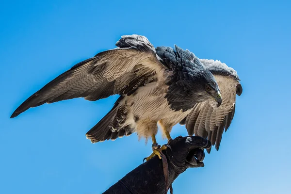 Geranoaetus melanoleucus raptor — Stock Photo, Image