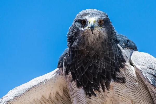 Geranoaetus melanoleucus raptor — Stockfoto