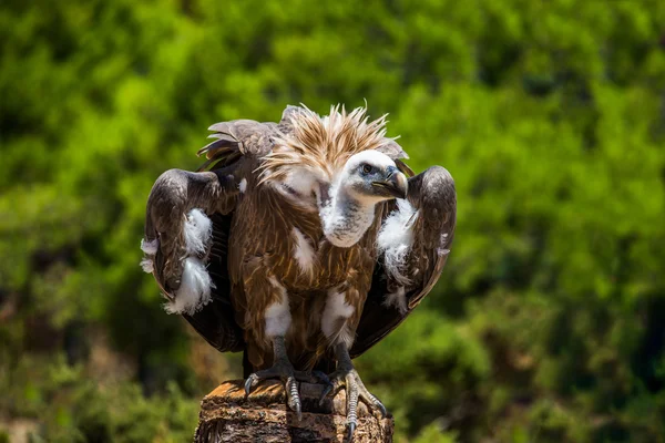Griffon vulture raptor — Stock Photo, Image