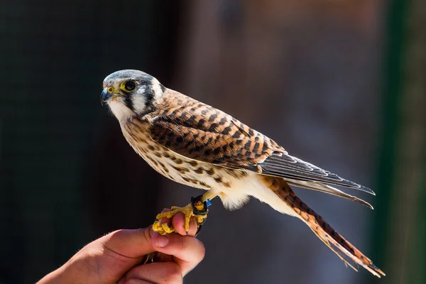 Raptor de kestrel americano — Fotografia de Stock