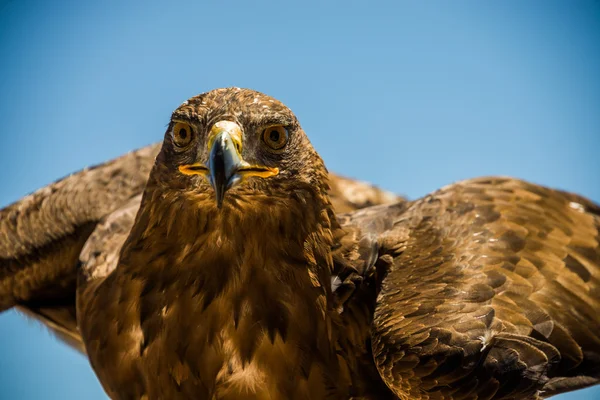 Golden eagle raptor — Stock Photo, Image