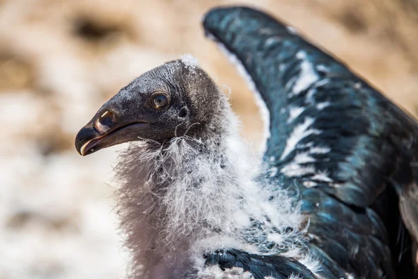 Condor chick raptor — Stockfoto