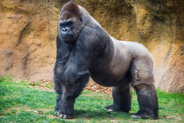 Manliga gorilla tittar — Stockfoto